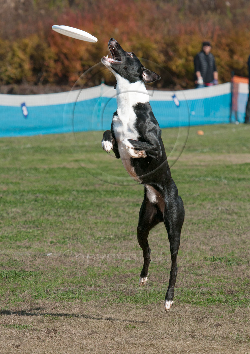 K9ディスクジャパン WestDiv. GAME20th 神戸農業公園2014 Vol.8_a0111162_11191433.jpg