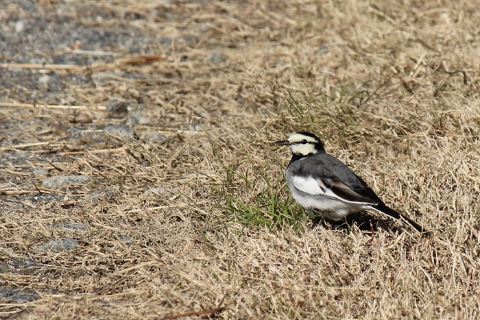 １２月１９日　今日の鳥_a0183666_19110441.jpg