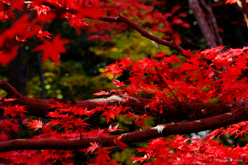 京都紅葉風景2014：4：思いとどめて_a0142976_15481018.jpg