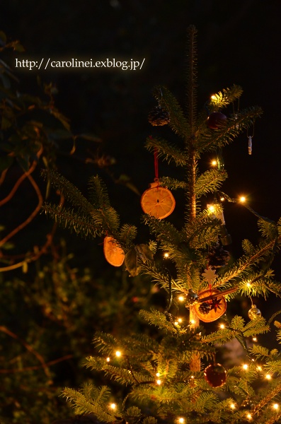 手作りリースと庭のもみの木　　Handmade Christmas Wreath & Garden Christmas Tree_d0025294_21195927.jpg