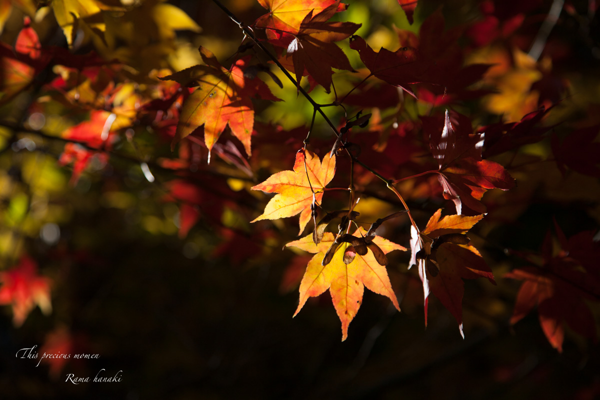 October  autumn leaves_c0137403_1432017.jpg