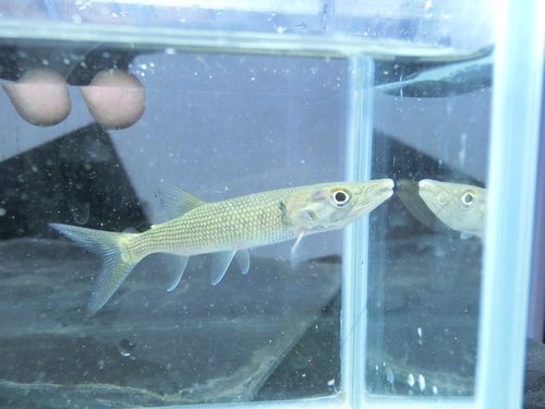 2014年熱帯魚入荷情報!Vol.34 (12/20~12/21)_b0141806_2135054.jpg