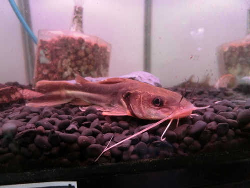 2014年熱帯魚入荷情報!Vol.34 (12/20~12/21)_b0141806_21512958.jpg