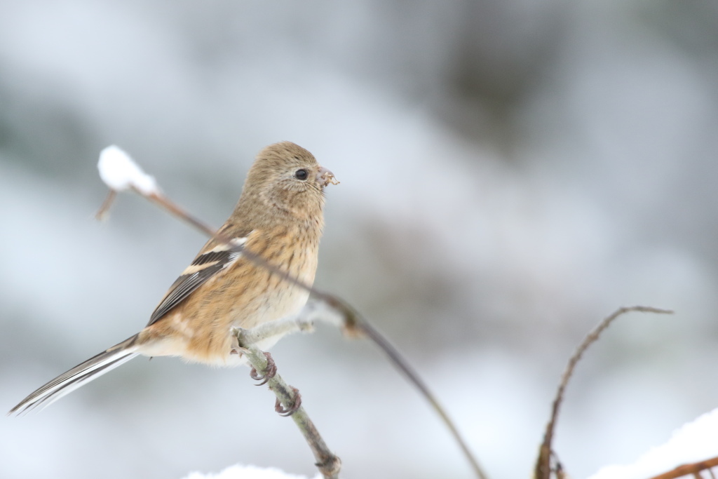 雪のベニマシコほか_f0349409_15470220.jpg