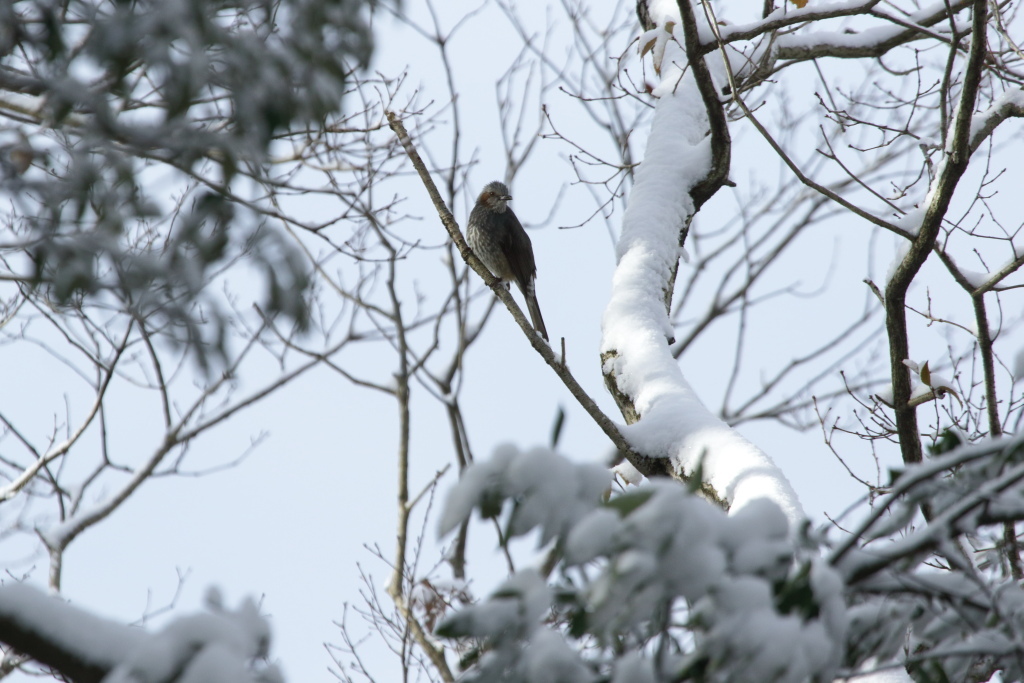 雪のベニマシコほか_f0349409_15473578.jpg