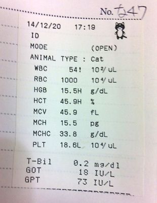 大王の肝数値が大幅改善_f0132230_044155.jpg