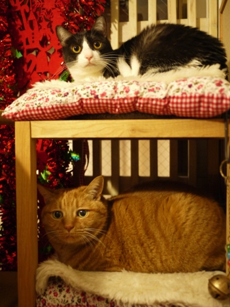 ならんでる猫 しぇるみるきぃ編。_a0143140_014298.jpg