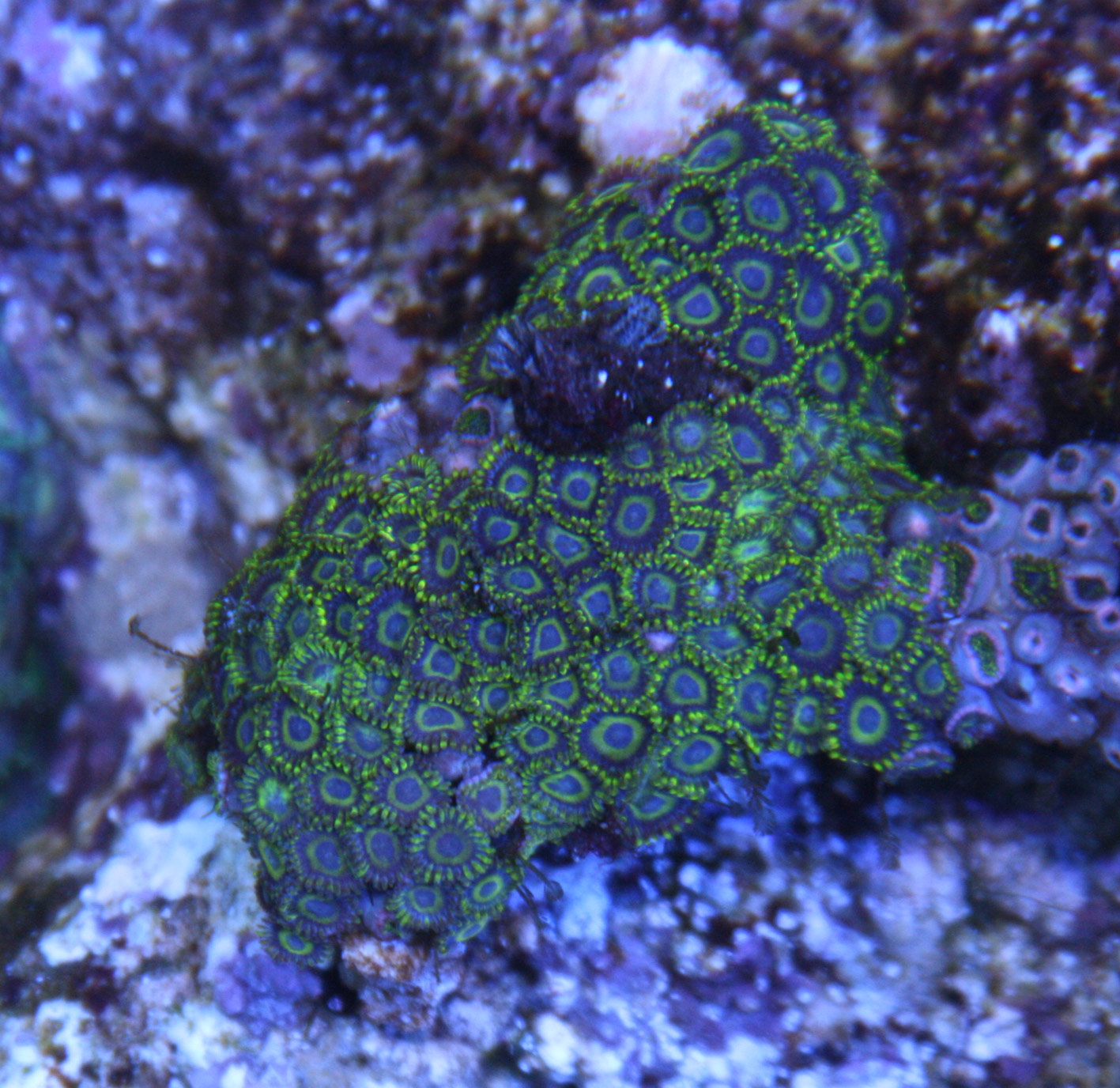 1日、1魚種・1サンゴ。 : ビーボックスアクアリウム 海水魚 1日、1魚種・1サンゴ。 : ビーボックスアクアリウム 海水魚