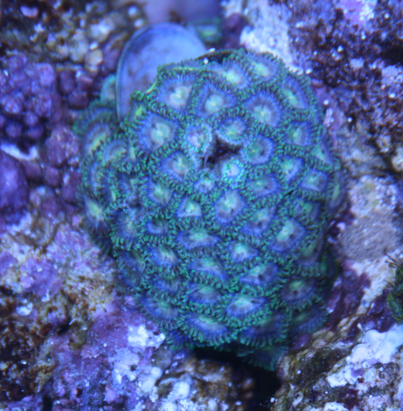 1日、1魚種・1サンゴ。 : ビーボックスアクアリウム 海水魚 1日、1魚種・1サンゴ。 : ビーボックスアクアリウム 海水魚