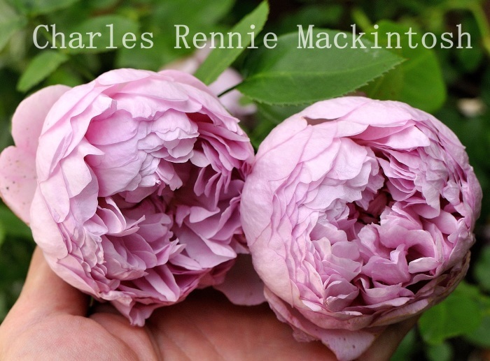 Charles Rennie Mackintosh2014（ﾁｬｰﾙｽﾞ ﾚﾆｰ ﾏｯｷﾝﾄｯｼｭ)_c0278671_00245516.jpg