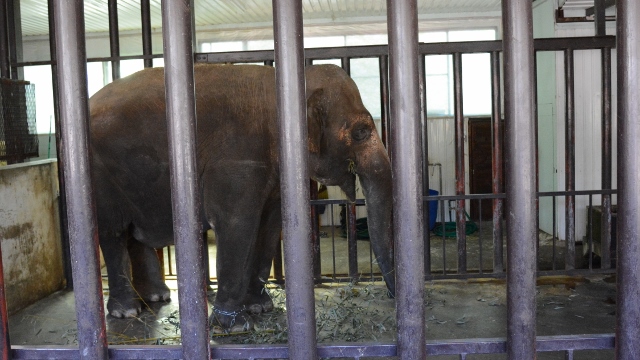 ２０１４年　動物園めぐり総括_a0052986_23122697.jpg