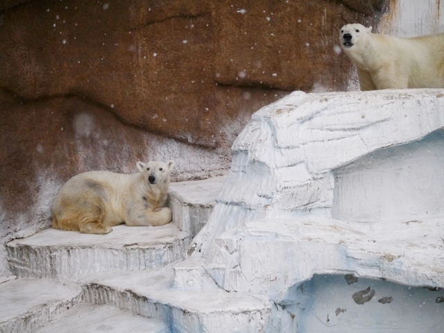 ２０１４年　動物園めぐり総括_a0052986_23896.jpg