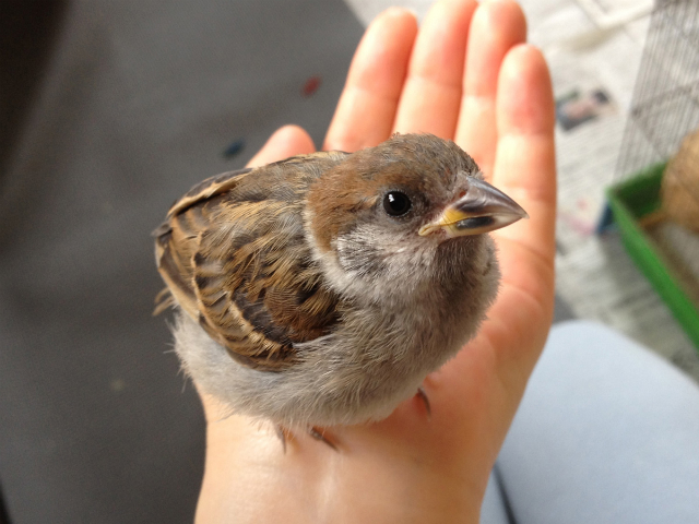 子スズメ チュンちゃん 野鳥のヒナ 見守り隊 子スズメ チュンちゃん 野鳥のヒナ 見守り隊