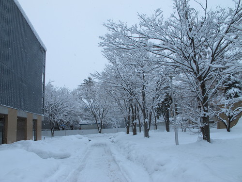 キャンパスの雪景色　１２月２２日午前・・・４_c0075701_12532684.jpg