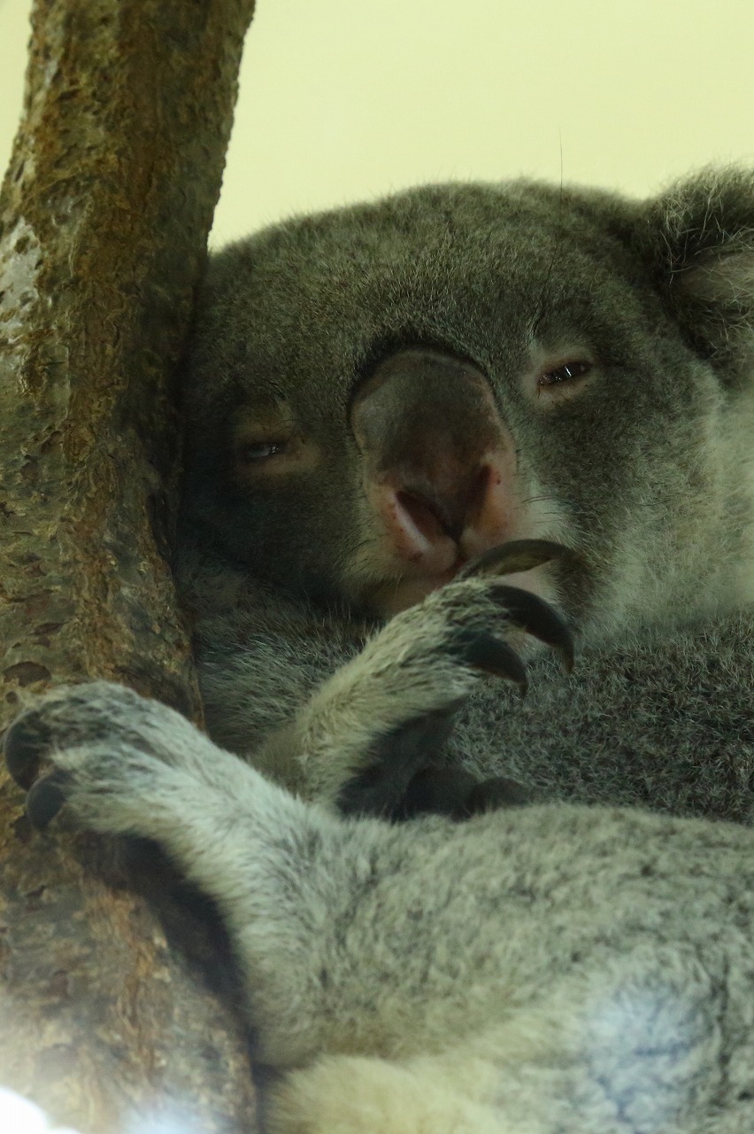 1日に18時間から20時間は寝るというコアラ君の まどろみ 目覚め 活動 熟睡 旅プラスの日記 1日に18時間から20時間は寝るというコアラ君の まどろみ 目覚め 活動 熟睡 旅プラスの日記