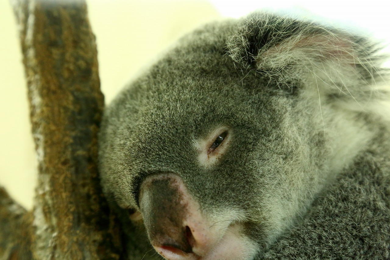 1日に18時間から20時間は寝るというコアラ君の まどろみ 目覚め 活動 熟睡 旅プラスの日記 1日に18時間から20時間は寝るというコアラ君の まどろみ 目覚め 活動 熟睡 旅プラスの日記