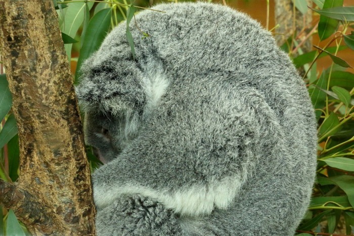 1日に18時間から20時間は寝るというコアラ君の まどろみ 目覚め 活動 熟睡 旅プラスの日記 1日に18時間から20時間は寝るというコアラ君の まどろみ 目覚め 活動 熟睡 旅プラスの日記