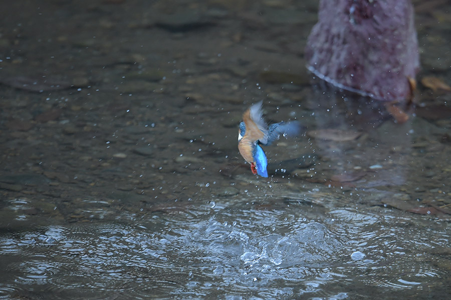 141222 川の水物など_c0278820_18341552.jpg