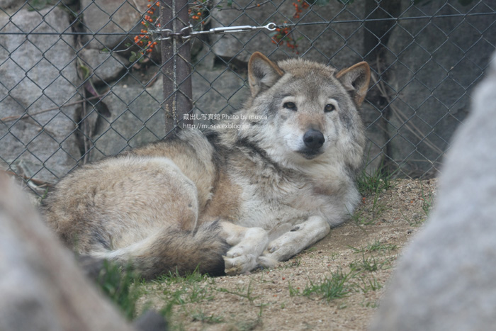 さよならコウゲツ : 蔵出し写真館 さよならコウゲツ : 蔵出し写真館