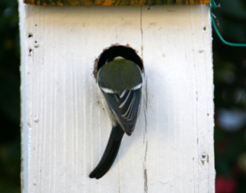 シジュウカラ、嬉しい予感_b0197433_14272316.jpg