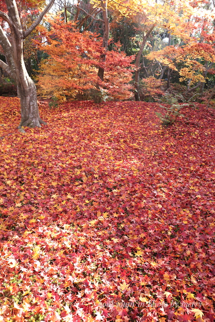 艶やかな散り紅葉　宝筐院_a0207736_2311275.jpg