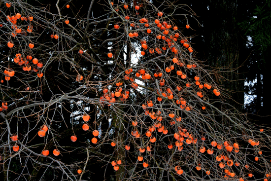 c0093046_10385928.gif