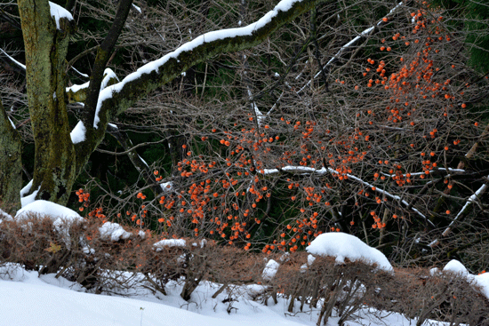 c0093046_10391819.gif