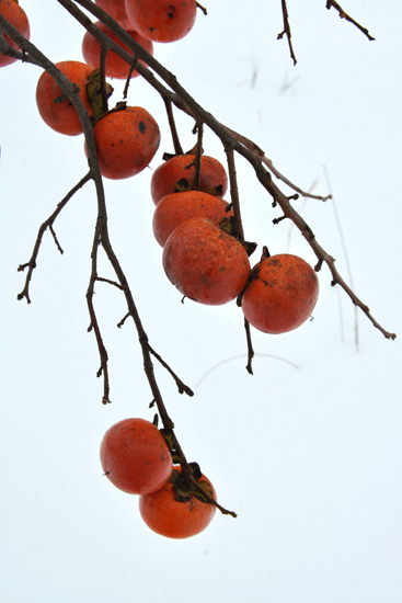 c0093046_1039367.gif