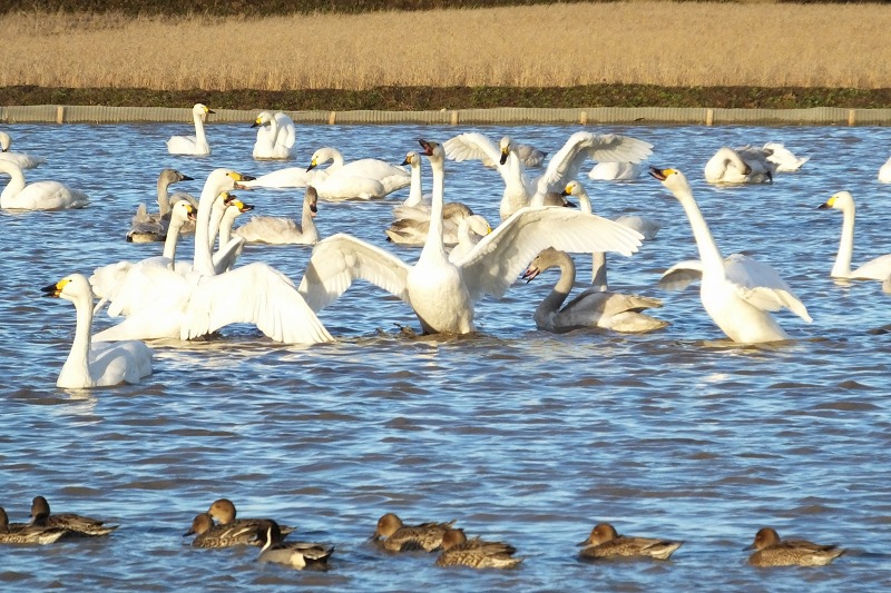 白鳥たちの帰還　　－３－　　　　_b0236251_15462316.jpg