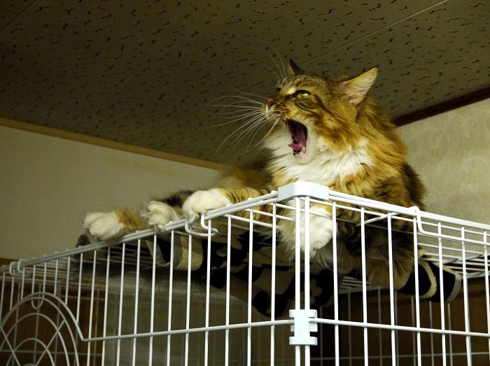 　　愛　猫_b0093754_2114697.jpg