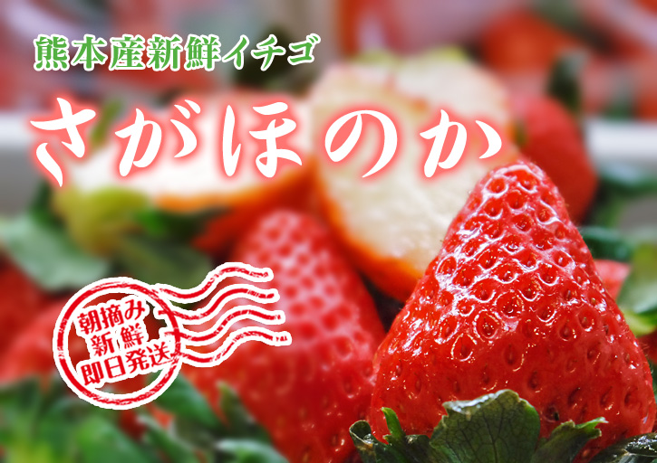 熊本イチゴ『さがほのか』 大好評発売中!!&奇跡の白いちごのお話し_a0254656_19191246.jpg