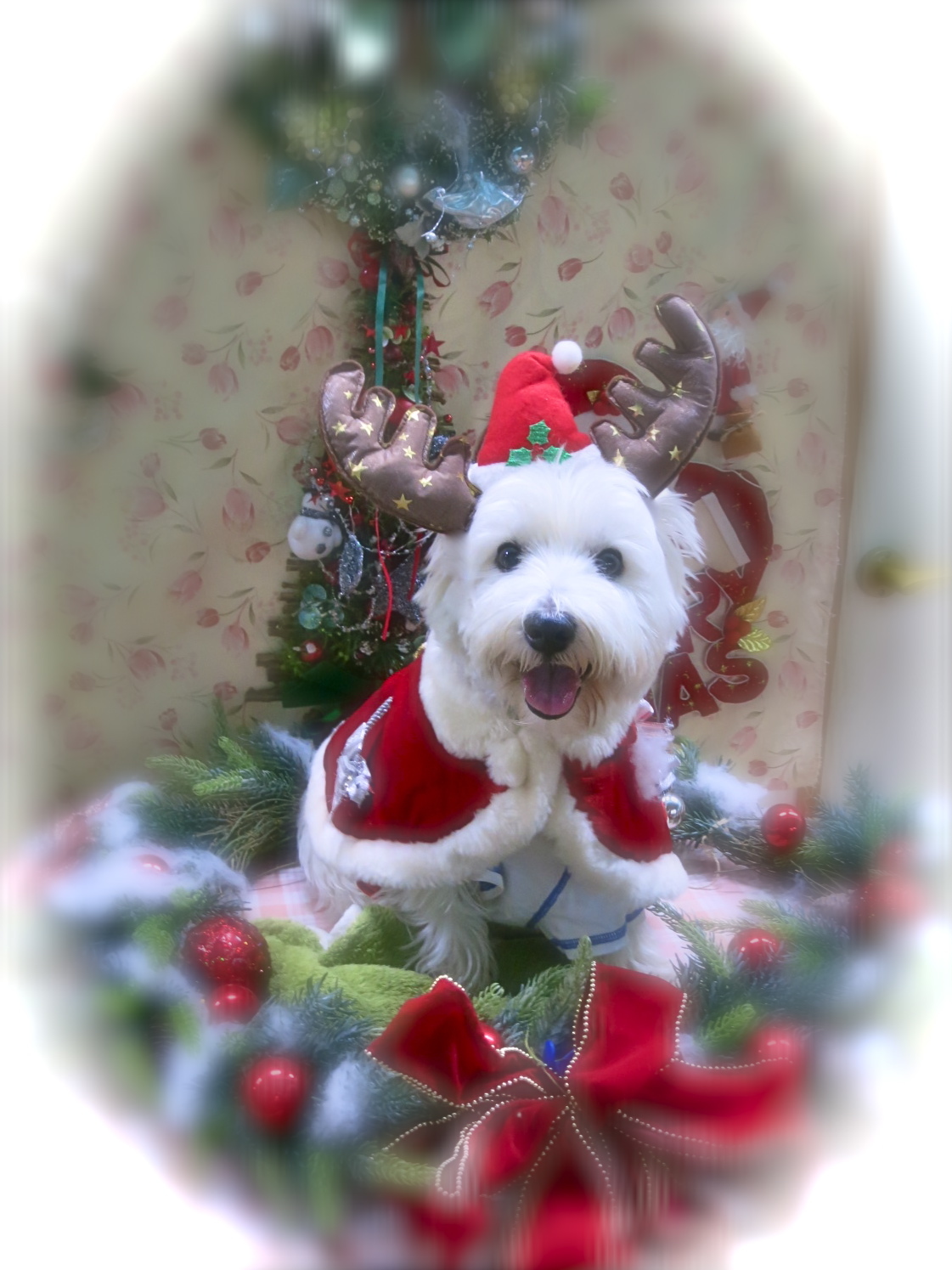 メリークリスマス2014_c0260460_11303312.jpg