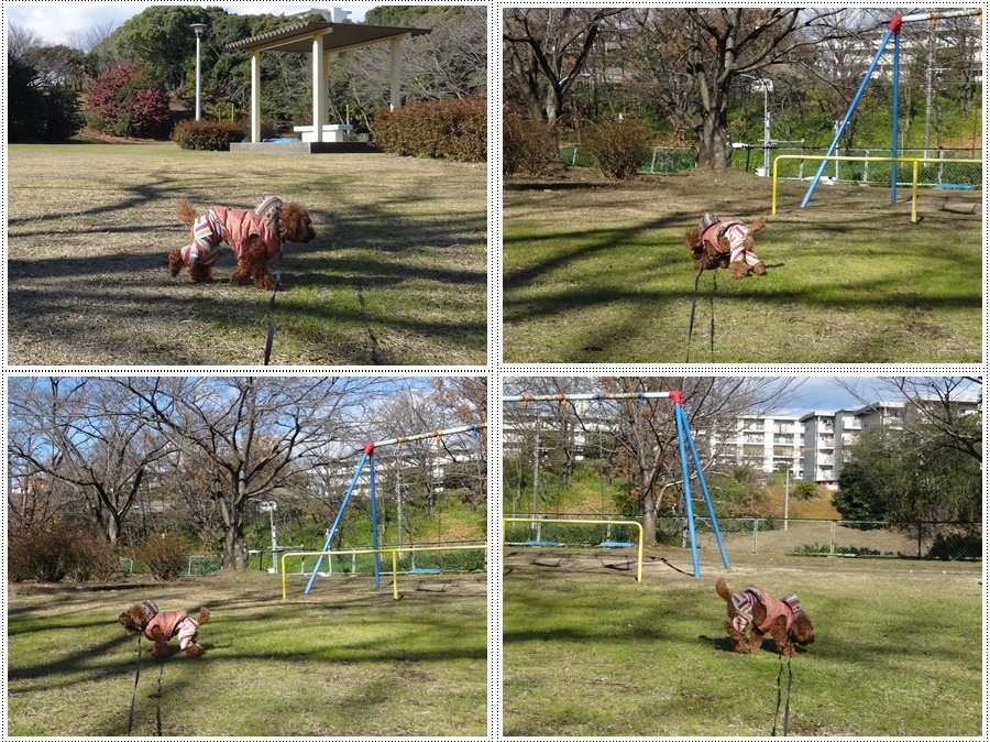 寒いけど、青い空と白い雲とお日様、お散歩日和の冬至でした＼(>∀<)/_b0175688_23120539.jpg