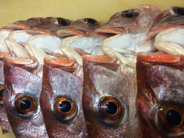 クリスマスに魚を!_d0268290_8392297.jpg
