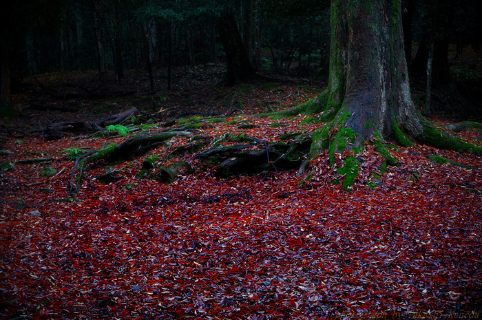 今年、最後の紅葉_c0193694_17411176.jpg