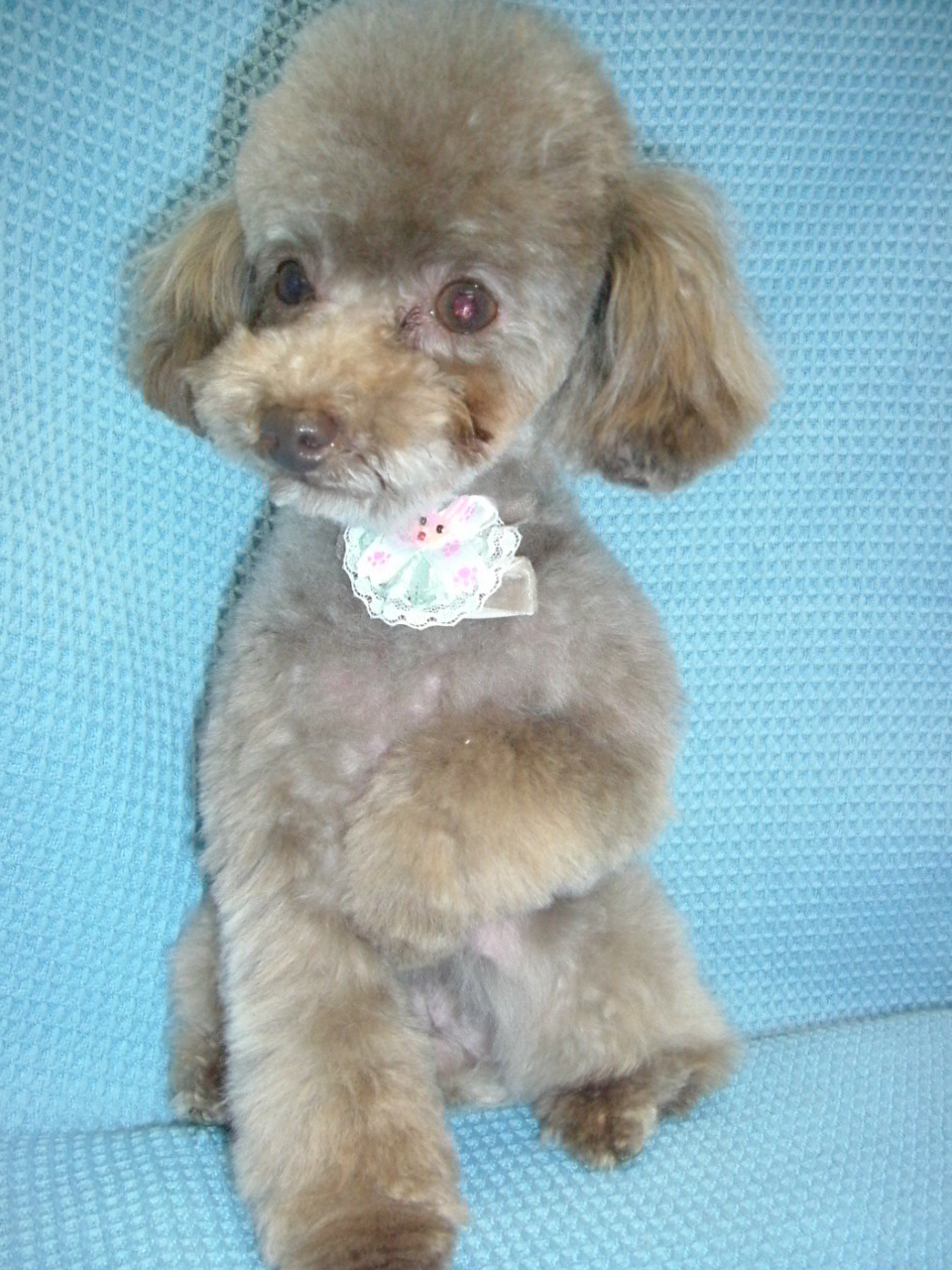 スマート テディベアのカフナちゃん お耳を短めにして活動的に ふぉるむm A 千葉市 トリミングサロン 犬の美容室 千葉県 千葉市 花見川区 ペットサロン 検見川町3 340 18 ワンちゃんのカットハウス 千葉043 301 2995 10 00 19 00