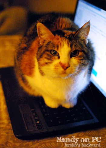 PCの上にSandyが乗ったら_b0253205_04240579.jpg