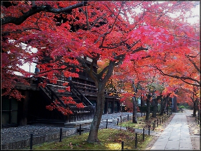 京都紅葉2014 アラカルト_d0277422_2110061.jpg