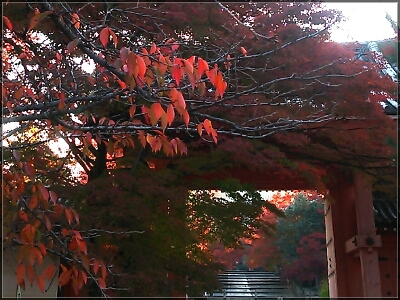 京都紅葉2014 アラカルト_d0277422_21104274.jpg