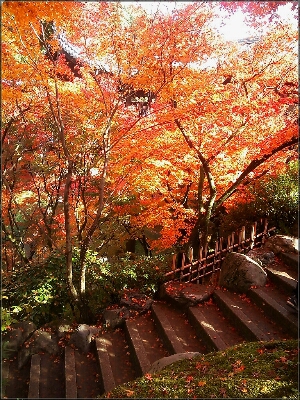 京都紅葉2014 アラカルト_d0277422_21115890.jpg