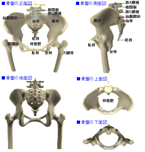 恥骨手強し 呼吸動作研究会 恥骨手強し 呼吸動作研究会