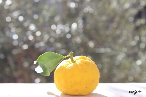 冬至。。。初収穫の柚子♪_f0023333_22554668.jpg