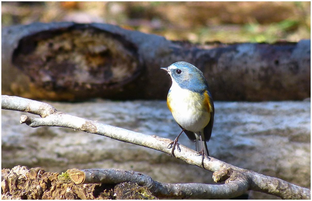 野　鳥_b0312938_06480036.jpg