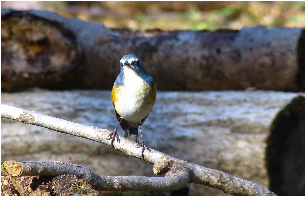 野　鳥_b0312938_06480212.jpg