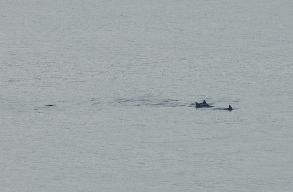 大島海峡 マネン崎より_f0062839_17235811.jpg