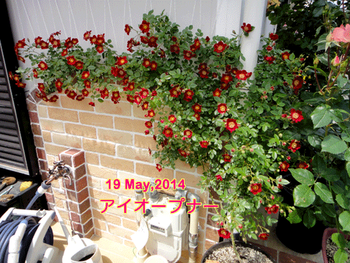 a0056140_16505013.gif