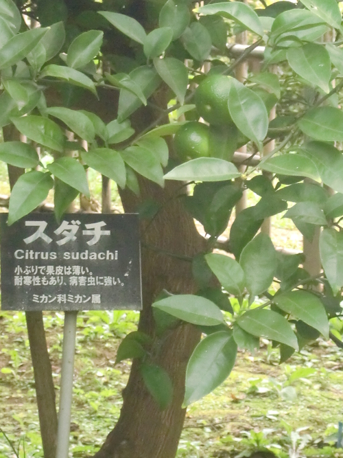 f0329849_13203397.jpg