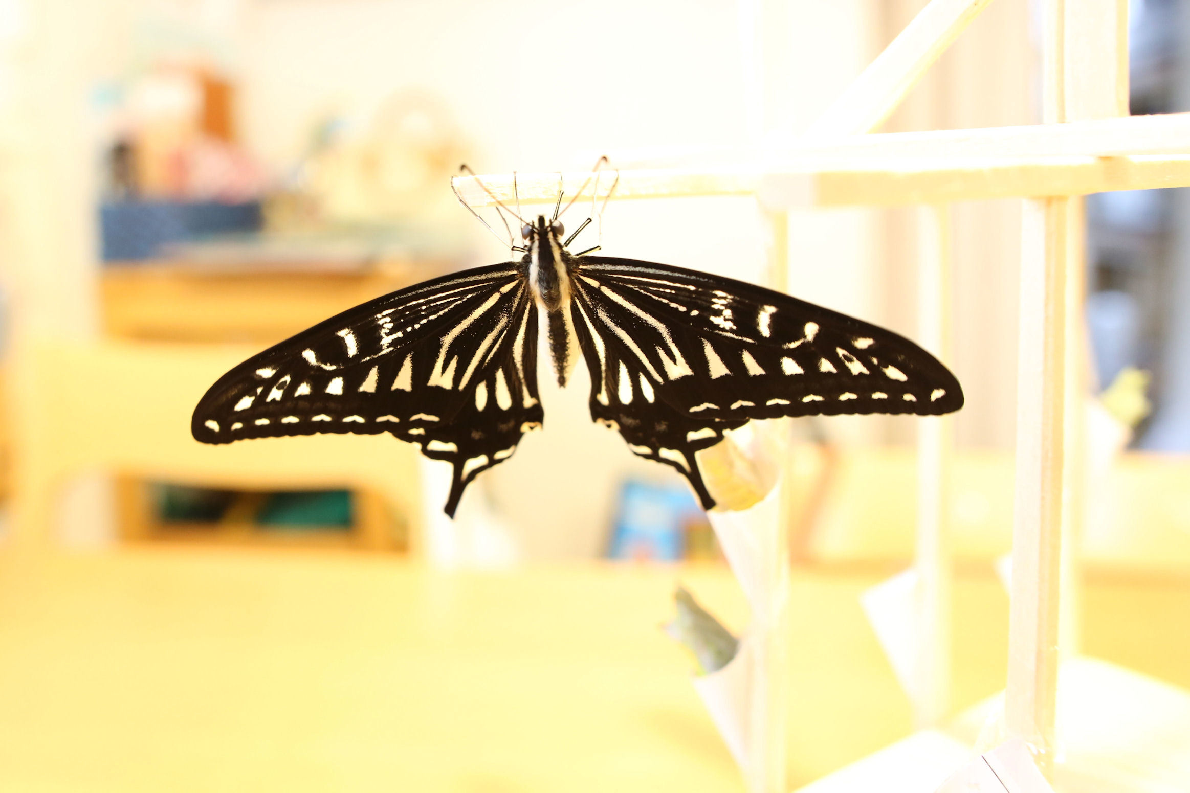 自宅生まれの蝶 2014_f0345350_09022115.jpg
