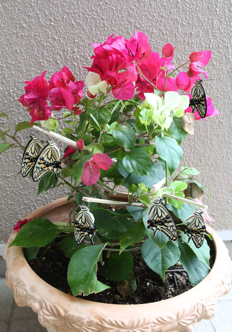 自宅生まれの蝶 2014_f0345350_09022691.jpg