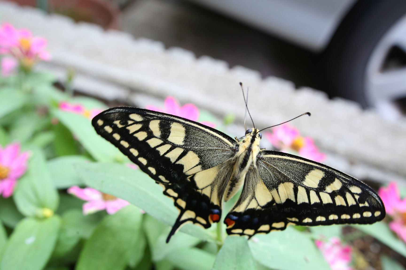 自宅生まれの蝶 2014_f0345350_09050157.jpg
